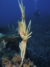 Egg capsule of large spotted cat shark (Scyliorhinus stellaris) attached to white gorgony