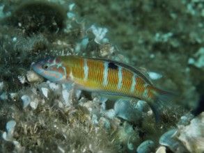 A striped fish, sea peacock (Thalassoma pavo), swims across a reef bed covered with funnel algae in