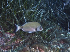 A silver-colored fish, large goat bream (Diplodus sargus sargus), swims through dense clusters of