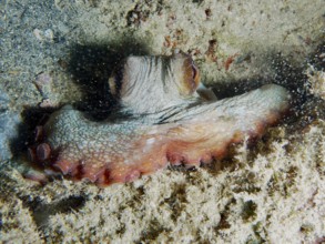 An octopus, common octopus (Octopus vulgaris), which adapts well camouflaged to the seabed, with