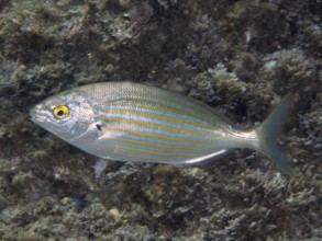 A fish with distinctive yellow stripes, gold stripes (Sarpa salpa), swims in front of a rough sea