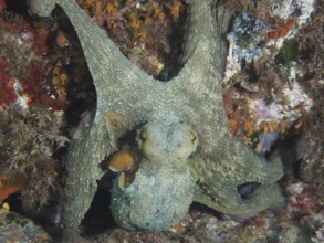 Octopus, common octopus (Octopus vulgaris), with outstretched arms in a rocky environment in the