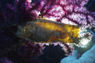 Backlit egg capsule of large spotted cat shark (Scyliorhinus stellaris) . The embryo is easy to see
