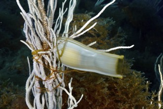 Egg capsule of large spotted cat shark (Scyliorhinus stellaris) attached to white gorgony