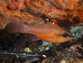 An orange fish, mullet king (Apogon imberbis), in a cave under the reef in the Mediterranean near