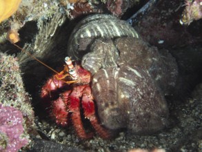 A large red hermit crab (Dardanus calidus) with a bright red body in a protected marine environment