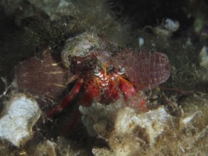 A large red hermit crab (Dardanus calidus) with prominent eyes and brown sea anemones on the seabed