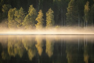 Rising fog in the evening light, lake in the forest, near Sunne, Sweden