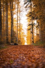A forest trail covered with colorful foliage in golden autumn light, Gechingen, Germany