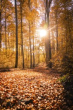 Autumn forest with golden leaves and sunlight falling through the trees, Gechingen, Germany