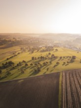 Extensive landscape with fields and scattered standing trees at sunset, Gechingen, Germany