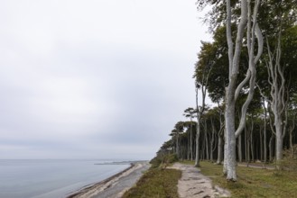 Ghost forest Nienhagen on the Baltic Sea coast in the Baltic Sea resort of Nienhagen on the Baltic
