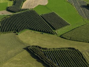Orchard, apple growing, sunny, autumn, aerial view, Laatsch, Vinschgau, South Tyrol, Italy