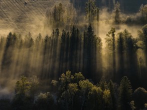 Fog, clouds of fog, morning light, back light, trees, moor area, foothills of the Alps, Bavaria,
