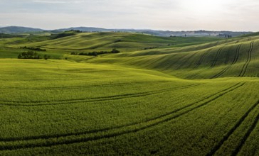 Hilly fields near Pienza, Val d'Orcia, Tuscany, Italy