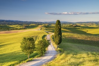 Road with single cypress (Cupressus) leads through landscape with hilly fields and country estate,