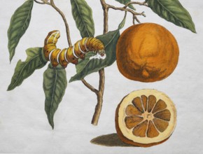 Orange, orange tree, caterpillar, transformation, hand-colored copper engraving by Maria Sybilla