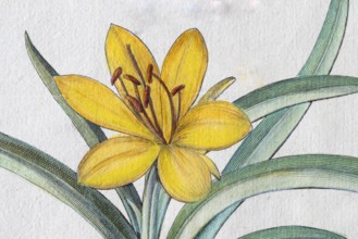 Blossom autumn gold cup (Sternbergia Lutea), hand-colored copper engraving by Basilius Besler, from