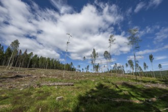 Cleared forest area, forestry, timber trade, near Sunne, Sweden