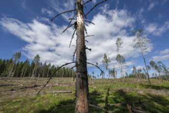 Single spruce trunk, cleared forest area, forestry, timber industry, timber trade, near Sunne,