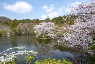 Kyoyochi pond in the Japanese garden, blooming cherry trees, Ryoan-ji, Zen Buddhist temple complex,