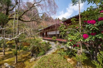 Japanese garden, Ryoan-ji temple, Zen Buddhist temple complex, in spring, Kyoto, Japan