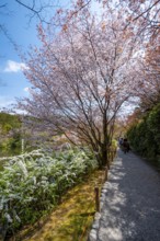 Blooming cherry trees, path along Kyoyochi Pond in the Japanese Garden, Ryoan-ji, Zen Buddhist