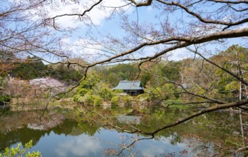 Temple building reflected in Kyoyochi pond in Japanese garden, blooming cherry trees, Ryoan-ji, Zen