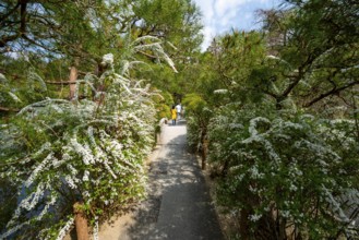 Walk through blooming bushes in spring, Ryoan-ji Japanese Garden, Zen Buddhist temple complex, in