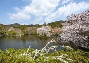 Kyoyochi pond in the Japanese garden, blooming cherry trees, Ryoan-ji, Zen Buddhist temple complex,