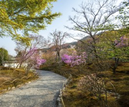 Path between blooming bushes in spring, Sogenchi Teien Japanese Garden, Tenryu-ji, Zen Buddhist