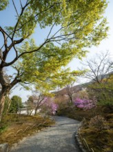 Path between blooming bushes in spring, Sogenchi Teien Japanese Garden, Tenryu-ji, Zen Buddhist