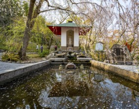 Fountain under a blooming cherry tree, Sogenchi Teien Japanese Garden, Tenryu-ji, Zen Buddhist