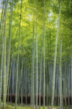 Towering bamboo stems in Arashiyama bamboo forest, Kyoto, Japan