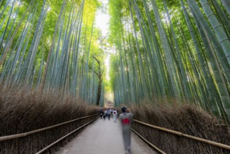 Visitors on their way through bamboo forest, motion blur, long exposure, towering bamboo stems in