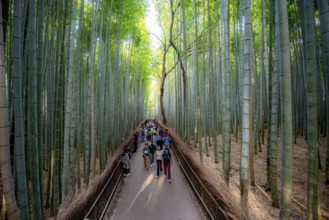 Visitors on their way through bamboo forest, towering bamboo trunks in Arashiyama bamboo forest,