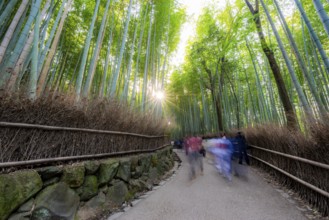Visitors on their way through bamboo forest, motion blur, long exposure, towering bamboo stems in