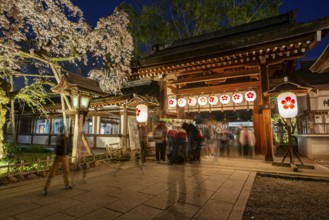 Illuminated Hirano shrine with cherry blossoms at night, blue hour, Hanami, Kyoto, Japan