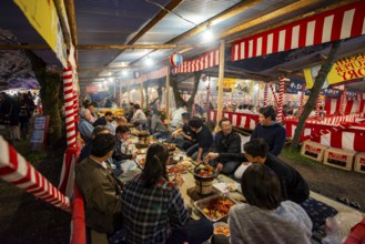 Cherry Blossom Festival, Hanami, Japanese eating grilled food at a long table, evening mood, Hirano