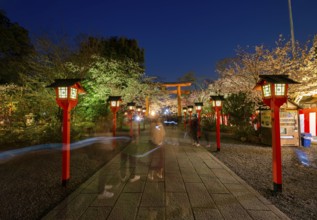 Illuminated trail with cherry blossoms and torii at night, blue hour, Hirano Shrine, Hanami, Kyoto,