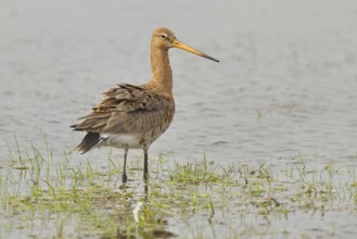 Greenpike (Limosa limosa) runs in shallow water in a moor, snipe birds, wildlife, nature