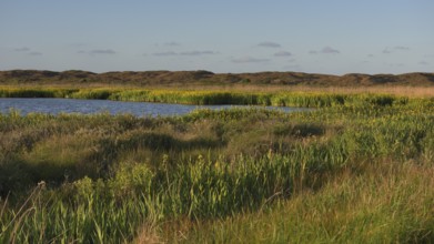 Blooming marsh iris (Iris peudacorus) in the wetland in dune landscape, Texel, North Holland, the