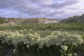 Common arrocress (Cardaria draba) on the Wadden Sea dune beach, Texel, North Holland, the