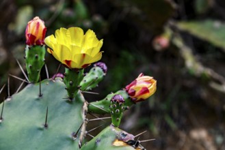 Detail of an Opuntia cactus full of yellow flowers and buds, Minas Gerais, Brazil