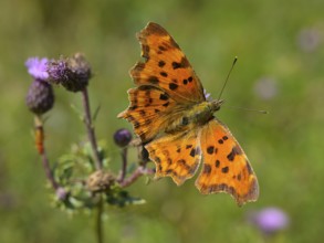 Comma Butterfly (Polygonia c-Album), Lower Rhine, North Rhine-Westphalia, Germany