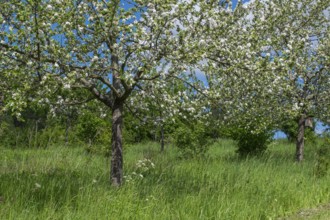 Blooming fruit trees on a fruit tree meadow, Südpfalz, Pfalz, Rhineland-Palatinate, Germany