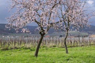 Almond tree blossom (Prunus dulcis), spring in the South Palatinate, Rhineland-Palatinate, Germany