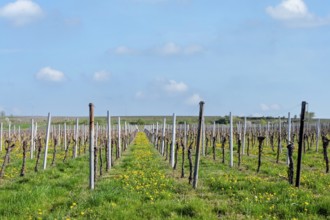 Weinfeld in spring, Südpfalz, Palatinate, Rhineland-Palatinate, Germany