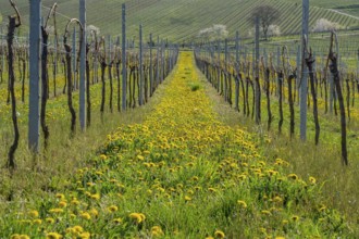 Vineyard with blooming dandelions in spring, Südpfalz, Pfalz, Rhineland-Palatinate, Germany