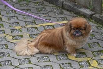 Dog, Pikinese on a leash, Lauf an der Pegnitz, Middle Franconia, Bavaria, Germany
